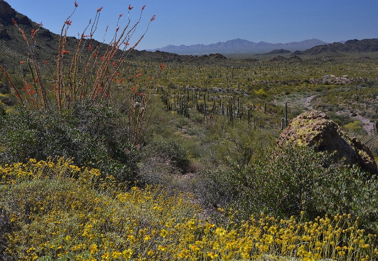 the desert floor